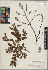 Foto von Salix lapponum L. x Salix myrtilloides L.
